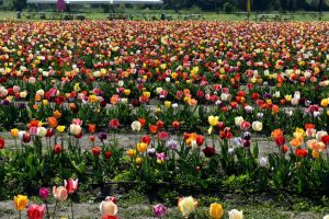 dove vedere i campi di tulipani vicino a Milano