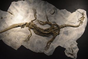 ritrovamenti fossili del Monte San Giorgio
