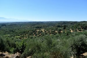 the olive routes a kalamata