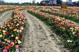 Onde di tulipani all'Agricola delle Meraviglie di Steflor