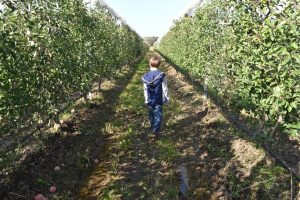 raccogliere le mele in Lombardia