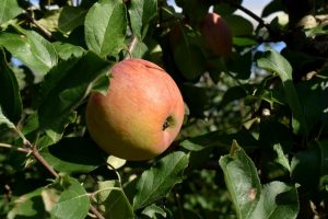 raccolta mele in Lombardia