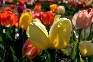 le oltre 50 varietà di tulipani di Steflor
