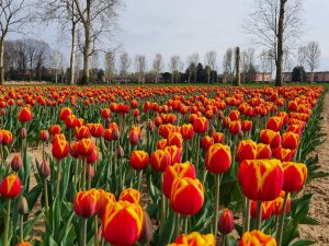 tulipani italiani in modalità virtuale
